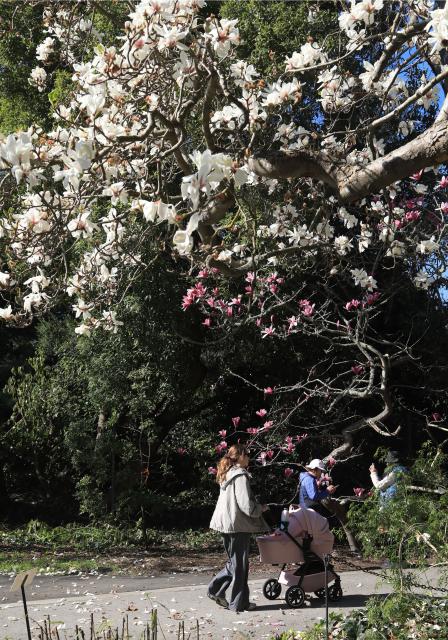 (260204) -- SAN FRANCISCO, Feb. 4, 2026 (Xinhua) -- Visitors view Magnolia blossoms in San Francisco, the United States, Feb. 3, 2026. (Photo by Liu Yilin/Xinhua)