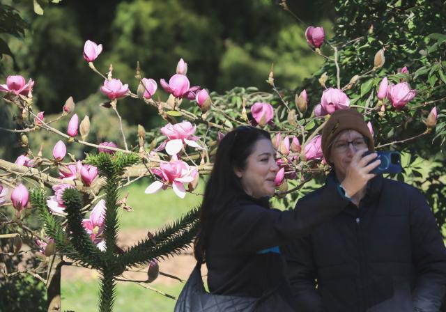 (260204) -- SAN FRANCISCO, Feb. 4, 2026 (Xinhua) -- Visitors take selfies with Magnolia blossoms in San Francisco, the United States, Feb. 3, 2026. (Photo by Liu Yilin/Xinhua)