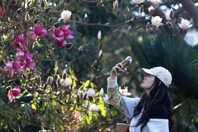 (260204) -- SAN FRANCISCO, Feb. 4, 2026 (Xinhua) -- A visitor takes photos of Magnolia blossoms in San Francisco, the United States, Feb. 3, 2026. (Photo by Liu Yilin/Xinhua)