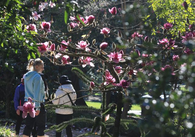 (260204) -- SAN FRANCISCO, Feb. 4, 2026 (Xinhua) -- Visitors view Magnolia blossoms in San Francisco, the United States, Feb. 3, 2026. (Photo by Liu Yilin/Xinhua)
