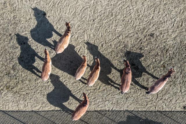 (260204) -- WUWEI, Feb. 4, 2026 (Xinhua) -- An aerial drone photo shows Przewalski's horses at the Przewalski's horses breeding base of the Gansu Endangered Animal Protection Center in Wuwei City of northwest China's Gansu Province, Feb. 3, 2026. The Przewalski's horse is listed as a national first-class protected animal in China and remains endangered globally. 
    Starting at the end of the 1980s, the Endangered Animal Protection Center of Gansu Province started to reintroduce 18 studs of Przewalski's horses from Germany and the United States.
   After 40 years of caring and breeding, the number of Przewalski's horses has increased steadily. By far, taking advantage of its geological and ecological edges, the Gansu Endangered Animal Protection Center has released altogether 56 Przewalski's horses into the wild to the Dunhuang West Lake National Nature Reserve and kept 45 inside. (Xinhua/Lang Bingbing)