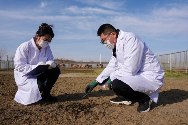 (260204) -- WUWEI, Feb. 4, 2026 (Xinhua) -- Staff members check the dung of Przewalski's horses at the Przewalski's horses breeding base of the Gansu Endangered Animal Protection Center in Wuwei City of northwest China's Gansu Province, Feb. 3, 2026. The Przewalski's horse is listed as a national first-class protected animal in China and remains endangered globally. 
    Starting at the end of the 1980s, the Endangered Animal Protection Center of Gansu Province started to reintroduce 18 studs of Przewalski's horses from Germany and the United States.
   After 40 years of caring and breeding, the number of Przewalski's horses has increased steadily. By far, taking advantage of its geological and ecological edges, the Gansu Endangered Animal Protection Center has released altogether 56 Przewalski's horses into the wild to the Dunhuang West Lake National Nature Reserve and kept 45 inside. (Xinhua/Lang Bingbing)