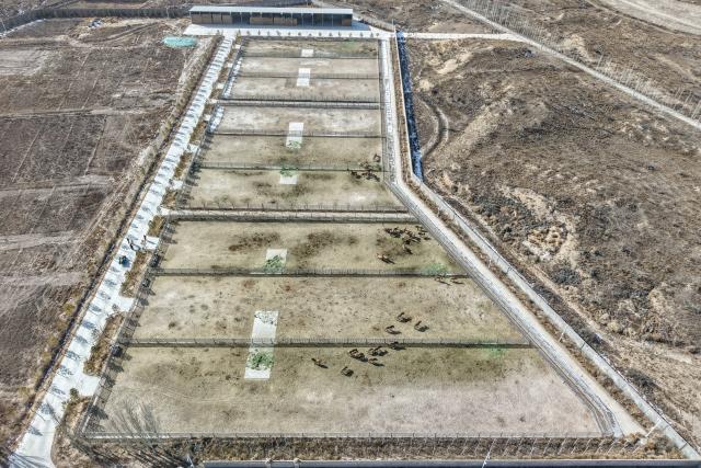 (260204) -- WUWEI, Feb. 4, 2026 (Xinhua) -- An aerial drone photo shows the Przewalski's horses breeding base at the Gansu Endangered Animal Protection Center in Wuwei City of northwest China's Gansu Province, Feb. 3, 2026. The Przewalski's horse is listed as a national first-class protected animal in China and remains endangered globally. 
    Starting at the end of the 1980s, the Endangered Animal Protection Center of Gansu Province started to reintroduce 18 studs of Przewalski's horses from Germany and the United States.
   After 40 years of caring and breeding, the number of Przewalski's horses has increased steadily. By far, taking advantage of its geological and ecological edges, the Gansu Endangered Animal Protection Center has released altogether 56 Przewalski's horses into the wild to the Dunhuang West Lake National Nature Reserve and kept 45 inside. (Xinhua/Lang Bingbing)