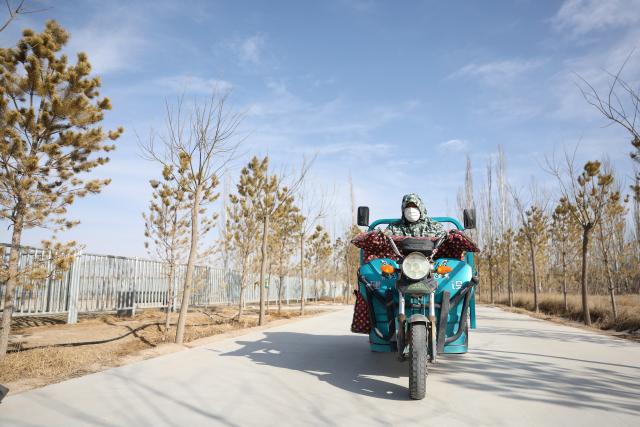 (260204) -- WUWEI, Feb. 4, 2026 (Xinhua) -- A staff delivers forage to Przewalski's horses at the Przewalski's horses breeding base of the Gansu Endangered Animal Protection Center in Wuwei City of northwest China's Gansu Province, Feb. 3, 2026. The Przewalski's horse is listed as a national first-class protected animal in China and remains endangered globally. 
    Starting at the end of the 1980s, the Endangered Animal Protection Center of Gansu Province started to reintroduce 18 studs of Przewalski's horses from Germany and the United States.
   After 40 years of caring and breeding, the number of Przewalski's horses has increased steadily. By far, taking advantage of its geological and ecological edges, the Gansu Endangered Animal Protection Center has released altogether 56 Przewalski's horses into the wild to the Dunhuang West Lake National Nature Reserve and kept 45 inside. (Xinhua/Chen Bin)