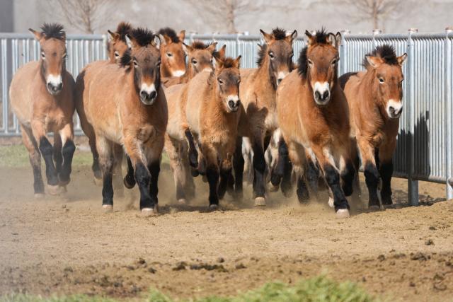 (260204) -- WUWEI, Feb. 4, 2026 (Xinhua) -- Przewalski's horses run at the Przewalski's horses breeding base of the Gansu Endangered Animal Protection Center in Wuwei City of northwest China's Gansu Province, Feb. 3, 2026. The Przewalski's horse is listed as a national first-class protected animal in China and remains endangered globally. 
    Starting at the end of the 1980s, the Endangered Animal Protection Center of Gansu Province started to reintroduce 18 studs of Przewalski's horses from Germany and the United States.
   After 40 years of caring and breeding, the number of Przewalski's horses has increased steadily. By far, taking advantage of its geological and ecological edges, the Gansu Endangered Animal Protection Center has released altogether 56 Przewalski's horses into the wild to the Dunhuang West Lake National Nature Reserve and kept 45 inside. (Xinhua/Lang Bingbing)