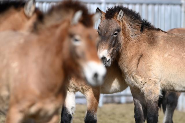 (260204) -- WUWEI, Feb. 4, 2026 (Xinhua) -- Przewalski's horses are seen at the Przewalski's horses breeding base of the Gansu Endangered Animal Protection Center in Wuwei City of northwest China's Gansu Province, Feb. 3, 2026. The Przewalski's horse is listed as a national first-class protected animal in China and remains endangered globally. 
    Starting at the end of the 1980s, the Endangered Animal Protection Center of Gansu Province started to reintroduce 18 studs of Przewalski's horses from Germany and the United States.
   After 40 years of caring and breeding, the number of Przewalski's horses has increased steadily. By far, taking advantage of its geological and ecological edges, the Gansu Endangered Animal Protection Center has released altogether 56 Przewalski's horses into the wild to the Dunhuang West Lake National Nature Reserve and kept 45 inside. (Xinhua/Chen Bin)