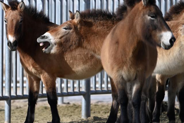 (260204) -- WUWEI, Feb. 4, 2026 (Xinhua) -- Przewalski's horses are seen at the Przewalski's horses breeding base of the Gansu Endangered Animal Protection Center in Wuwei City of northwest China's Gansu Province, Feb. 3, 2026. The Przewalski's horse is listed as a national first-class protected animal in China and remains endangered globally. 
    Starting at the end of the 1980s, the Endangered Animal Protection Center of Gansu Province started to reintroduce 18 studs of Przewalski's horses from Germany and the United States.
   After 40 years of caring and breeding, the number of Przewalski's horses has increased steadily. By far, taking advantage of its geological and ecological edges, the Gansu Endangered Animal Protection Center has released altogether 56 Przewalski's horses into the wild to the Dunhuang West Lake National Nature Reserve and kept 45 inside. (Xinhua/Chen Bin)