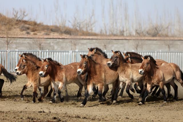 (260204) -- WUWEI, Feb. 4, 2026 (Xinhua) -- Przewalski's horses run at the Przewalski's horses breeding base of the Gansu Endangered Animal Protection Center in Wuwei City of northwest China's Gansu Province, Feb. 3, 2026. The Przewalski's horse is listed as a national first-class protected animal in China and remains endangered globally. 
    Starting at the end of the 1980s, the Endangered Animal Protection Center of Gansu Province started to reintroduce 18 studs of Przewalski's horses from Germany and the United States.
   After 40 years of caring and breeding, the number of Przewalski's horses has increased steadily. By far, taking advantage of its geological and ecological edges, the Gansu Endangered Animal Protection Center has released altogether 56 Przewalski's horses into the wild to the Dunhuang West Lake National Nature Reserve and kept 45 inside. (Xinhua/Chen Bin)