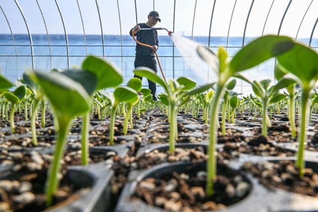 (260204) -- BEIJING, Feb. 4, 2026 (Xinhua) -- A villager waters the melon seedlings at Xiayi County in Shangqiu City, central China's Henan Province, Feb. 4, 2026. Wednesday marks "Lichun," or the Beginning of Spring, the first of the 24 solar terms on the Chinese lunar calendar. Traditionally, it is also a symbolic start of farming work for the new year. (Photo by Wang Gaochao/Xinhua)