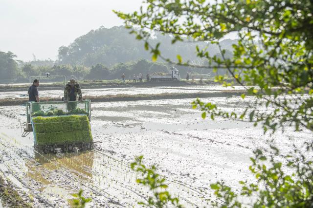 (260204) -- BEIJING, Feb. 4, 2026 (Xinhua) -- Farmers transplant paddy rice seedlings in the fields in Jiaji Town of Qionghai City, south China's Hainan Province, Feb. 4, 2026. Wednesday marks "Lichun," or the Beginning of Spring, the first of the 24 solar terms on the Chinese lunar calendar. Traditionally, it is also a symbolic start of farming work for the new year. (Photo by Meng Zhongde/Xinhua)