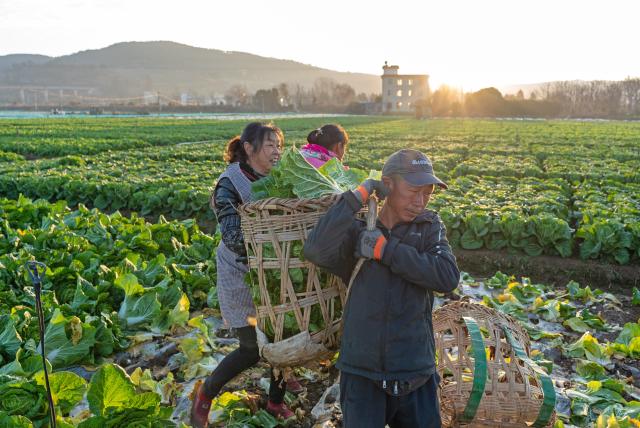 (260204) -- BEIJING, Feb. 4, 2026 (Xinhua) -- Farmers harvest Chinese cabbage in a farmland in Qujing City, southwest China's Yunnan Province, Feb. 4, 2026. Wednesday marks "Lichun," or the Beginning of Spring, the first of the 24 solar terms on the Chinese lunar calendar. Traditionally, it is also a symbolic start of farming work for the new year. (Photo by Yang Junpeng/Xinhua)