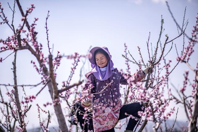(260204) -- BEIJING, Feb. 4, 2026 (Xinhua) -- A farmer tends to peach blossoms at Dehou Town in Wenshan City, southwest China's Yunnan Province, Feb. 4, 2026. Wednesday marks "Lichun," or the Beginning of Spring, the first of the 24 solar terms on the Chinese lunar calendar. Traditionally, it is also a symbolic start of farming work for the new year. (Photo by Xiong Pingxiang/Xinhua)