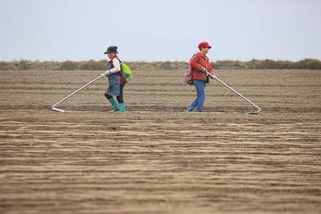 (260204) -- BEIJING, Feb. 4, 2026 (Xinhua) -- Villagers sows radishes in Hongjiang Town of Suining City, southwest China's Sichuan Province, Feb. 4, 2026. Wednesday marks "Lichun," or the Beginning of Spring, the first of the 24 solar terms on the Chinese lunar calendar. Traditionally, it is also a symbolic start of farming work for the new year. (Photo by Liu Changsong/Xinhua)