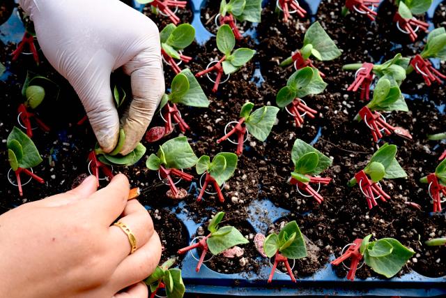 (260204) -- BEIJING, Feb. 4, 2026 (Xinhua) -- A farmer grafts watermelon seedlings in a greenhouse in Zhaoqiao Township in Bozhou City, east China's Anhui Province, Feb. 4, 2026. Wednesday marks "Lichun," or the Beginning of Spring, the first of the 24 solar terms on the Chinese lunar calendar. Traditionally, it is also a symbolic start of farming work for the new year. (Photo by Liu Qinli/Xinhua)
