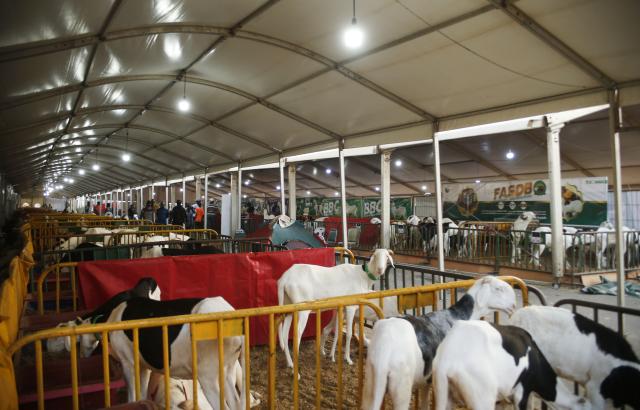(260205) -- THIES, Feb. 5, 2026 (Xinhua) -- Ladoum sheep wait to be judged during a livestock show in Thies, Senegal, Feb. 3, 2026. (Photo by Aliou Mbaye/Xinhua)