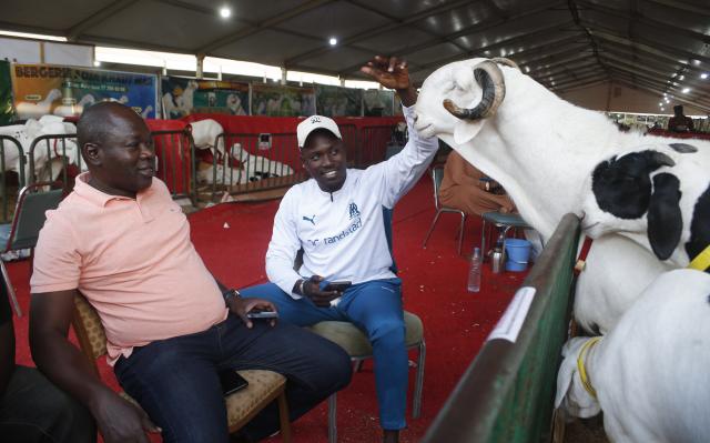 (260205) -- THIES, Feb. 5, 2026 (Xinhua) -- Visitors interact with Ladoum sheep during a livestock show in Thies, Senegal, Feb. 3, 2026. (Photo by Aliou Mbaye/Xinhua)