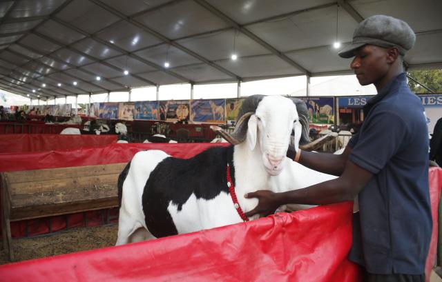 (260205) -- THIES, Feb. 5, 2026 (Xinhua) -- A breeder strokes a Ladoum sheep during a livestock show in Thies, Senegal, Feb. 3, 2026. (Photo by Aliou Mbaye/Xinhua)