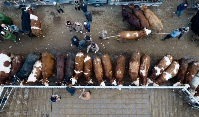 (260205) -- GUYUAN, Feb. 5, 2026 (Xinhua) -- An aerial drone photo taken on Feb. 4, 2026 shows customers selecting cattle at Shanjiaji livestock trading market in Xiji County, northwest China's Ningxia Hui Autonomous Region. Wednesday marks "Lichun," or the Beginning of Spring, the first of the 24 solar terms on the Chinese lunisolar calendar. It's also a trading day for Shanjiaji livestock trading market. 
In recent years, the market has become one of the largest village-level livestock trading markets in the area, currently trading over 250,000 heads of beef cattle annually. (Xinhua/Yang Zhisen)