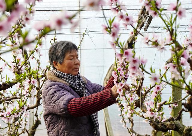 (260205) -- TANGSHAN, Feb. 5, 2026 (Xinhua) -- A farmer tends peach flowers in a greenhouse in Tangshan Port economic development zone in Tangshan, north China's Hebei Province, Feb. 4, 2026.
  In recent years, local farmers in Tangshan Port economic development zone are encouraged to develop facility agriculture on farm produce such as grapes, peaches and tomatoes, which has become a new highlight for rural revitalization here. (Xinhua/Yang Shiyao)