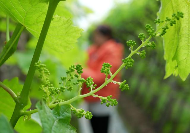 (260205) -- TANGSHAN, Feb. 5, 2026 (Xinhua) -- A farmer tends grapes in a greenhouse in Tangshan Port economic development zone in Tangshan, north China's Hebei Province, Feb. 4, 2026.
  In recent years, local farmers in Tangshan Port economic development zone are encouraged to develop facility agriculture on farm produce such as grapes, peaches and tomatoes, which has become a new highlight for rural revitalization here. (Xinhua/Yang Shiyao)