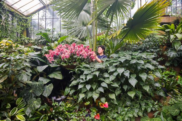 (260205) -- LONDON, Feb. 5, 2026 (Xinhua) -- A member of staff puts the finishing touches to floral displays of orchids ahead of the Orchid Festival at Kew Gardens in London, Britain, Feb. 5, 2026. The festival will open to the public from Feb. 7 to March 8. (Xinhua)