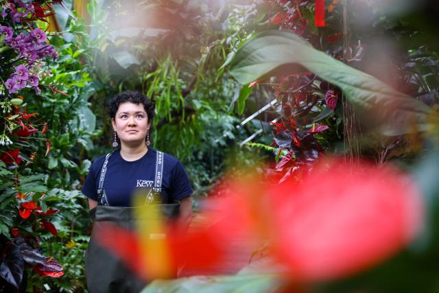(260205) -- LONDON, Feb. 5, 2026 (Xinhua) -- A member of staff poses with a display of orchids ahead of the Orchid Festival at Kew Gardens in London, Britain, Feb. 5, 2026. The festival will open to the public from Feb. 7 to March 8. (Xinhua)