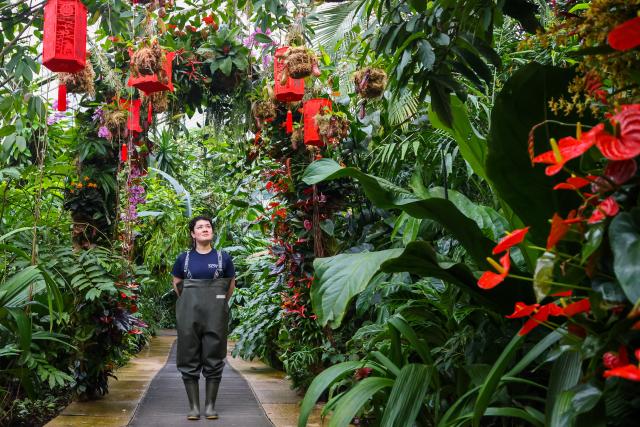 (260205) -- LONDON, Feb. 5, 2026 (Xinhua) -- A member of staff poses with a display of orchids ahead of the Orchid Festival at Kew Gardens in London, Britain, Feb. 5, 2026. The festival will open to the public from Feb. 7 to March 8. (Xinhua)