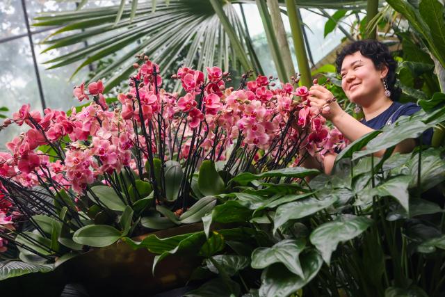 (260205) -- LONDON, Feb. 5, 2026 (Xinhua) -- A member of staff puts the finishing touches to floral displays of orchids ahead of the Orchid Festival at Kew Gardens in London, Britain, Feb. 5, 2026. The festival will open to the public from Feb. 7 to March 8. (Xinhua)