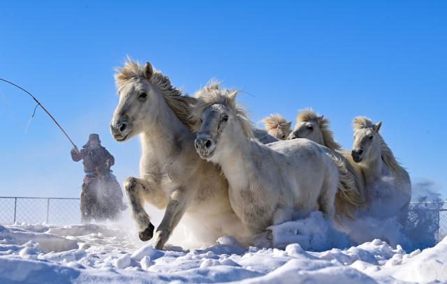 (260206) -- XILINGOL, Feb. 6, 2026 (Xinhua) -- A herdsman drives horses on a snowfield during a new year event in Xilinhot City, Xilingol League, north China's Inner Mongolia Autonomous Region, Feb. 5, 2026. (Photo by Wang Zheng/Xinhua)