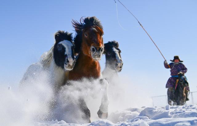 (260206) -- XILINGOL, Feb. 6, 2026 (Xinhua) -- A herdsman drives horses on a snowfield during a new year event in Xilinhot City, Xilingol League, north China's Inner Mongolia Autonomous Region, Feb. 5, 2026. (Photo by Wang Zheng/Xinhua)