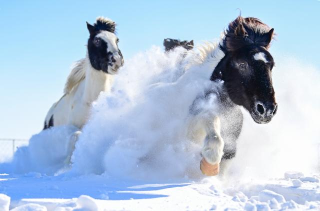 (260206) -- XILINGOL, Feb. 6, 2026 (Xinhua) -- Horses run on a snowfield during a new year event in Xilinhot City, Xilingol League, north China's Inner Mongolia Autonomous Region, Feb. 5, 2026. (Photo by Wang Zheng/Xinhua)
