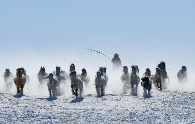 (260206) -- XILINGOL, Feb. 6, 2026 (Xinhua) -- A herdsman drives horses on a snowfield during a new year event in Xilinhot City, Xilingol League, north China's Inner Mongolia Autonomous Region, Feb. 5, 2026. (Photo by Wang Zheng/Xinhua)