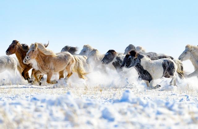 (260206) -- XILINGOL, Feb. 6, 2026 (Xinhua) -- Horses run on a snowfield during a new year event in Xilinhot City, Xilingol League, north China's Inner Mongolia Autonomous Region, Feb. 5, 2026. (Photo by Wang Zheng/Xinhua)