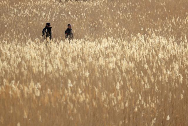 (260206) -- DUNHUANG, Feb. 6, 2026 (Xinhua) -- Head of the Yumenguan Conservation Station Wu Xingdong (R) and his colleague Sun Hailong patrol at the Dunhuang West Lake National Nature Reserve in Dunhuang, northwest China's Gansu Province, Feb. 5, 2026.
  The Przewalski's horse, a globally endangered species under first-class national protection in China, was once extinct in the wild within the country. In 1985, China launched a reintroduction program, bringing the horses back from abroad for breeding. Within the 660,000-hectare Dunhuang West Lake National Nature Reserve, a conservation team works year-round as guardians of the Przewalski's horses. 
  Staff members conduct regular monitoring of the horses. They document foraging, drinking and population structure, while also patrolling the area and checking surrounding water resources. Additionally, they examine feces to assess the condition of the horses. After 40 years of reintroduction and conservation, the Przewalski's horse population in this reserve has grown to approximately 200, successfully transitioning from captive to natural breeding. 
  "Watching the horses running over the desert and grasslands makes our efforts worthwhile," said Wu Xingdong, head of the Yumenguan Conservation Station at the West Lake Reserve. (Xinhua/Chen Bin)
