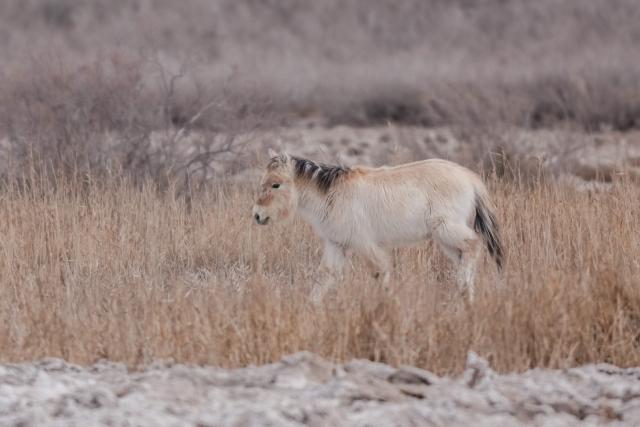 (260206) -- DUNHUANG, Feb. 6, 2026 (Xinhua) -- This photo taken on Feb. 5, 2026 shows a Przewalski's horse foraging for food at the Dunhuang West Lake National Nature Reserve in Dunhuang, northwest China's Gansu Province.
  The Przewalski's horse, a globally endangered species under first-class national protection in China, was once extinct in the wild within the country. In 1985, China launched a reintroduction program, bringing the horses back from abroad for breeding. Within the 660,000-hectare Dunhuang West Lake National Nature Reserve, a conservation team works year-round as guardians of the Przewalski's horses. 
  Staff members conduct regular monitoring of the horses. They document foraging, drinking and population structure, while also patrolling the area and checking surrounding water resources. Additionally, they examine feces to assess the condition of the horses. After 40 years of reintroduction and conservation, the Przewalski's horse population in this reserve has grown to approximately 200, successfully transitioning from captive to natural breeding. 
  "Watching the horses running over the desert and grasslands makes our efforts worthwhile," said Wu Xingdong, head of the Yumenguan Conservation Station at the West Lake Reserve. (Xinhua/Lang Bingbing)