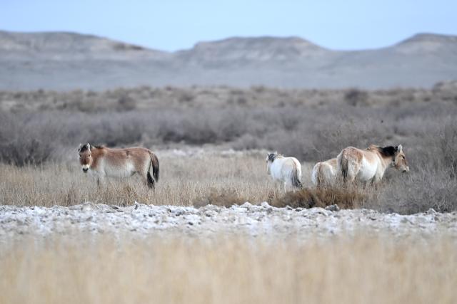 (260206) -- DUNHUANG, Feb. 6, 2026 (Xinhua) -- This photo taken on Feb. 5, 2026 shows Przewalski's horses foraging for food at the Dunhuang West Lake National Nature Reserve in Dunhuang, northwest China's Gansu Province.
  The Przewalski's horse, a globally endangered species under first-class national protection in China, was once extinct in the wild within the country. In 1985, China launched a reintroduction program, bringing the horses back from abroad for breeding. Within the 660,000-hectare Dunhuang West Lake National Nature Reserve, a conservation team works year-round as guardians of the Przewalski's horses. 
  Staff members conduct regular monitoring of the horses. They document foraging, drinking and population structure, while also patrolling the area and checking surrounding water resources. Additionally, they examine feces to assess the condition of the horses. After 40 years of reintroduction and conservation, the Przewalski's horse population in this reserve has grown to approximately 200, successfully transitioning from captive to natural breeding. 
  "Watching the horses running over the desert and grasslands makes our efforts worthwhile," said Wu Xingdong, head of the Yumenguan Conservation Station at the West Lake Reserve. (Xinhua/Chen Bin)