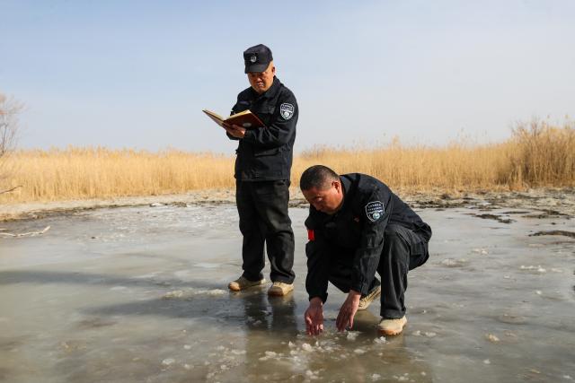 (260206) -- DUNHUANG, Feb. 6, 2026 (Xinhua) -- Head of the Yumenguan Conservation Station Wu Xingdong (R) and his colleague Wang Chenghai check and note the freezing condition of water resources at the Dunhuang West Lake National Nature Reserve in Dunhuang, northwest China's Gansu Province, Feb. 5, 2026.
  The Przewalski's horse, a globally endangered species under first-class national protection in China, was once extinct in the wild within the country. In 1985, China launched a reintroduction program, bringing the horses back from abroad for breeding. Within the 660,000-hectare Dunhuang West Lake National Nature Reserve, a conservation team works year-round as guardians of the Przewalski's horses. 
  Staff members conduct regular monitoring of the horses. They document foraging, drinking and population structure, while also patrolling the area and checking surrounding water resources. Additionally, they examine feces to assess the condition of the horses. After 40 years of reintroduction and conservation, the Przewalski's horse population in this reserve has grown to approximately 200, successfully transitioning from captive to natural breeding. 
  "Watching the horses running over the desert and grasslands makes our efforts worthwhile," said Wu Xingdong, head of the Yumenguan Conservation Station at the West Lake Reserve. (Xinhua/Lang Bingbing)