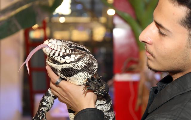(260207) -- BAGHDAD, Feb. 7, 2026 (Xinhua) -- A reptile lover displays a lizard at a reptile fair held in Baghdad, Iraq, on Feb. 6, 2026. (Xinhua/Khalil Dawood)