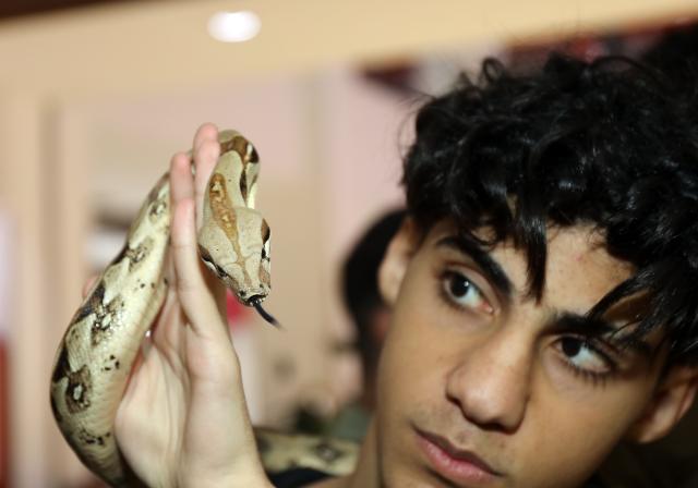 (260207) -- BAGHDAD, Feb. 7, 2026 (Xinhua) -- A reptile lover displays a snake at a reptile fair held in Baghdad, Iraq, on Feb. 6, 2026. (Xinhua/Khalil Dawood)