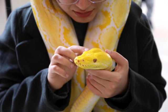 (260207) -- BAGHDAD, Feb. 7, 2026 (Xinhua) -- A reptile lover displays a snake at a reptile fair held in Baghdad, Iraq, on Feb. 6, 2026. (Xinhua/Khalil Dawood)