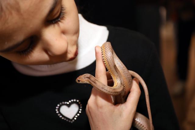 (260207) -- BAGHDAD, Feb. 7, 2026 (Xinhua) -- A reptile lover displays a snake at a reptile fair held in Baghdad, Iraq, on Feb. 6, 2026. (Xinhua/Khalil Dawood)