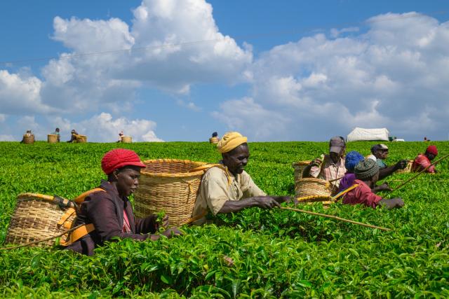 (260207) -- NAIROBI, Feb. 7, 2026 (Xinhua) -- Farmers harvest tea leaves in a tea plantation in Bomet County, Kenya, Feb. 4, 2026.
  Kenya is known for its bountiful production of high-quality tea, which sustains millions of Kenyans. Nyamira and Bomet counties are noted for their tea plantations, which not only bring about economic benefits, but also shape a unique scenery. (Xinhua/Yang Guang)