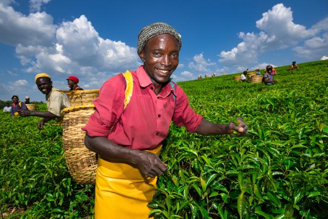 (260207) -- NAIROBI, Feb. 7, 2026 (Xinhua) -- Farmers harvest tea leaves in a tea plantation in Bomet County, Kenya, Feb. 4, 2026.
  Kenya is known for its bountiful production of high-quality tea, which sustains millions of Kenyans. Nyamira and Bomet counties are noted for their tea plantations, which not only bring about economic benefits, but also shape a unique scenery. (Xinhua/Yang Guang)