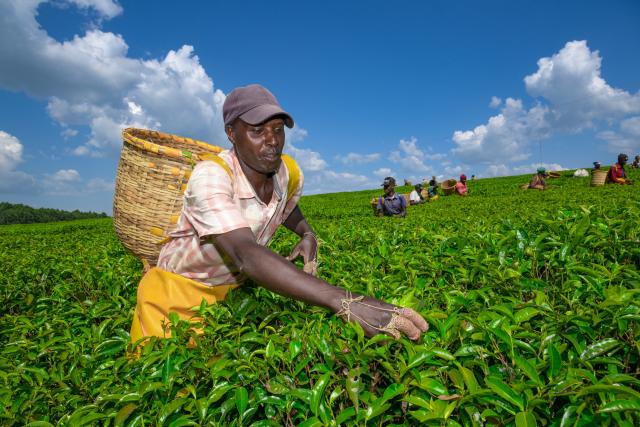 (260207) -- NAIROBI, Feb. 7, 2026 (Xinhua) -- A farmer harvests tea leaves in a tea plantation in Bomet County, Kenya, Feb. 4, 2026.
  Kenya is known for its bountiful production of high-quality tea, which sustains millions of Kenyans. Nyamira and Bomet counties are noted for their tea plantations, which not only bring about economic benefits, but also shape a unique scenery. (Xinhua/Yang Guang)