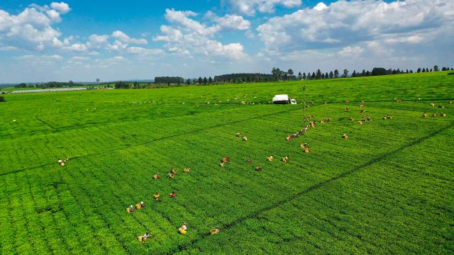 (260207) -- NAIROBI, Feb. 7, 2026 (Xinhua) -- An aerial drone photo taken on Feb.4, 2026 shows farmers harvesting tea leaves in a tea plantation in Bomet County, Kenya.
  Kenya is known for its bountiful production of high-quality tea, which sustains millions of Kenyans. Nyamira and Bomet counties are noted for their tea plantations, which not only bring about economic benefits, but also shape a unique scenery. (Xinhua/Yang Guang)