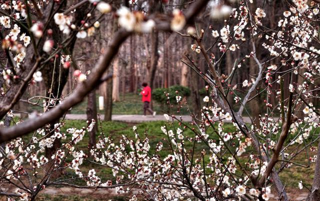 (260207) -- BEIJING, Feb. 7, 2026 (Xinhua) -- A woman enjoys flowers at a botanical garden in Luoyang City, central China's Henan Province, Feb. 4, 2026. (Photo by Gao Shanyue/Xinhua)