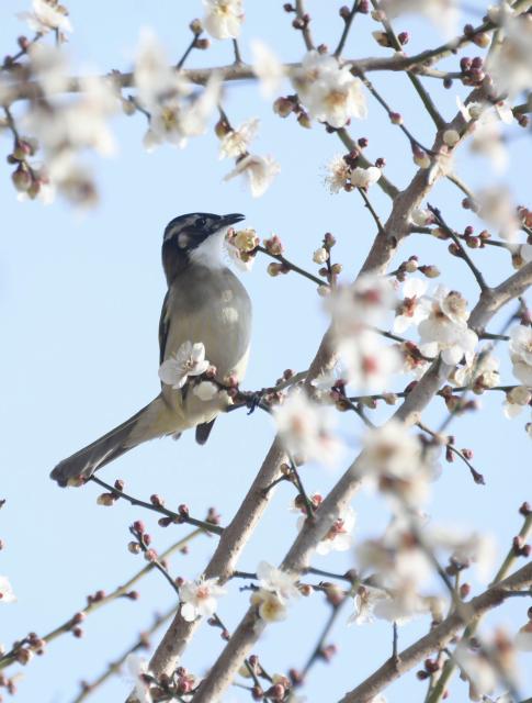 (260207) -- BEIJING, Feb. 7, 2026 (Xinhua) -- A bird rests on a tree branch at a park in Hebi City, central China's Henan Province, Feb. 4, 2026. (Photo by Zhao Yongqiang/Xinhua)