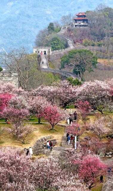 (260207) -- BEIJING, Feb. 7, 2026 (Xinhua) -- An aerial drone photo taken on Feb. 4, 2026 shows people visiting a plum flower park in Linhai City, east China's Zhejiang Province. (Photo by Wang Huabin/Xinhua)