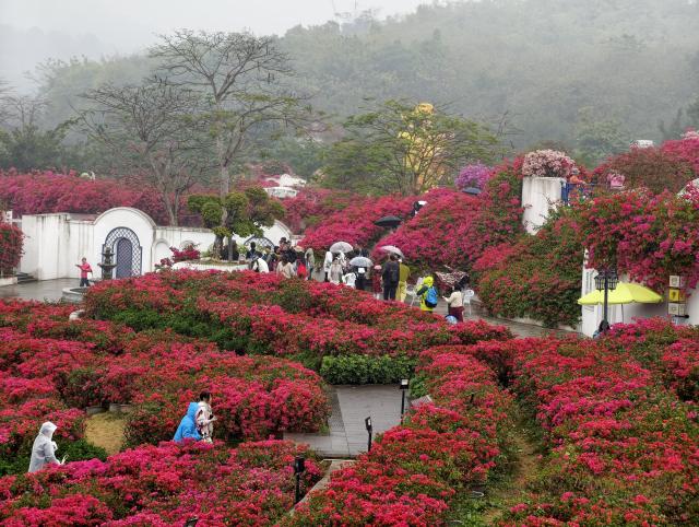 (260207) -- BEIJING, Feb. 7, 2026 (Xinhua) -- People enjoy flowers at a scenic spot in Nanning City, south China's Guangxi Zhuang Autonomous Region, Feb. 4, 2026. (Photo by Yu Xiangquan/Xinhua)