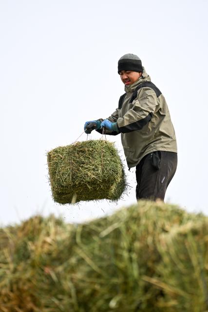 (260207) -- CHANGJI, Feb. 7, 2026 (Xinhua) -- A staff member of a Przewalski's horse monitoring station transports fodder at the Karamaile Mountain Nature Reserve, northwest China's Xinjiang Uygur Autonomous Region, Feb. 4, 2026. The Przewalski's horse, a globally endangered species under first-class national protection in China, was once extinct in the wild within the country. In 1985, China launched a reintroduction program, bringing the horses back from abroad for breeding. After more than 40 years of scientific protection and breeding, the population of Przewalski's horses in China has surpassed 900, accounting for one-third of the global total.
  At the Karamaile Mountain Nature Reserve, conservation workers work year-round as guardians of the Przewalski's horses. As the Spring Festival approaches, they continue conducting regular monitoring of the horses, identifying potential risks in the wild, and ensuring the horses can safely make it through the winter. (Xinhua/Ding Lei)